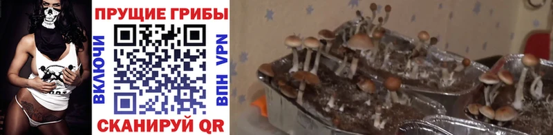 Галлюциногенные грибы Psilocybine cubensis Каменка